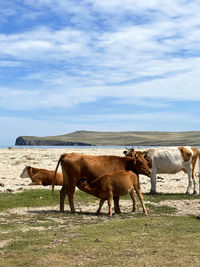 Cows on field near lake baikal against sky