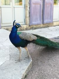 Side view of a peacock