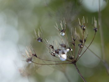 Lose-up of wet plant