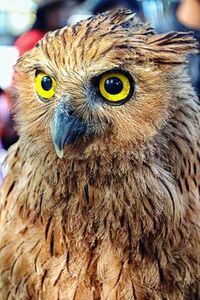 Close-up portrait of a bird