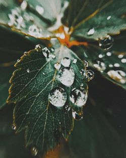 High angle view of leaf in water