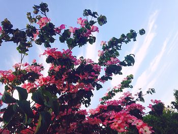 Low angle view of pink flowers