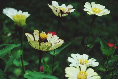 Close-up of white flowering plant