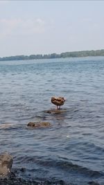 View of a turtle in water