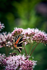 Close-up of butterfly pollinating on pink flower