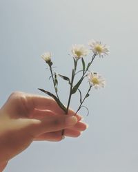 Close-up of hand holding flowering plant against white background