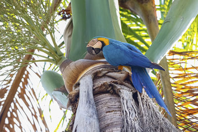 Low angle view of bird perching on tree