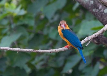 Close-up of bird perching on tree