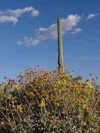 Low angle view of plants on field against sky