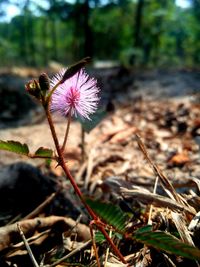 Close-up of pink flowering plant on field