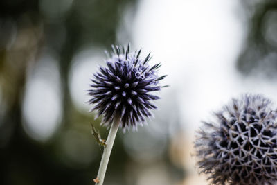 Close-up of globe thistle