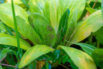 Close-up of fresh green leaves