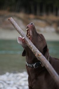 Close-up of dog outdoors