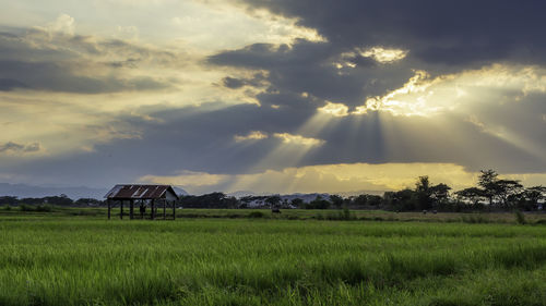 Rice field farm under sky and clouds.