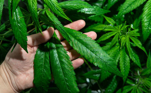 Close-up of hand holding leaves