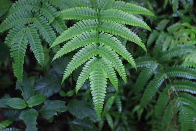 High angle view of fern leaves