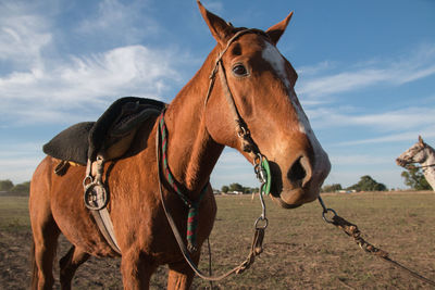 Horse on field against sky