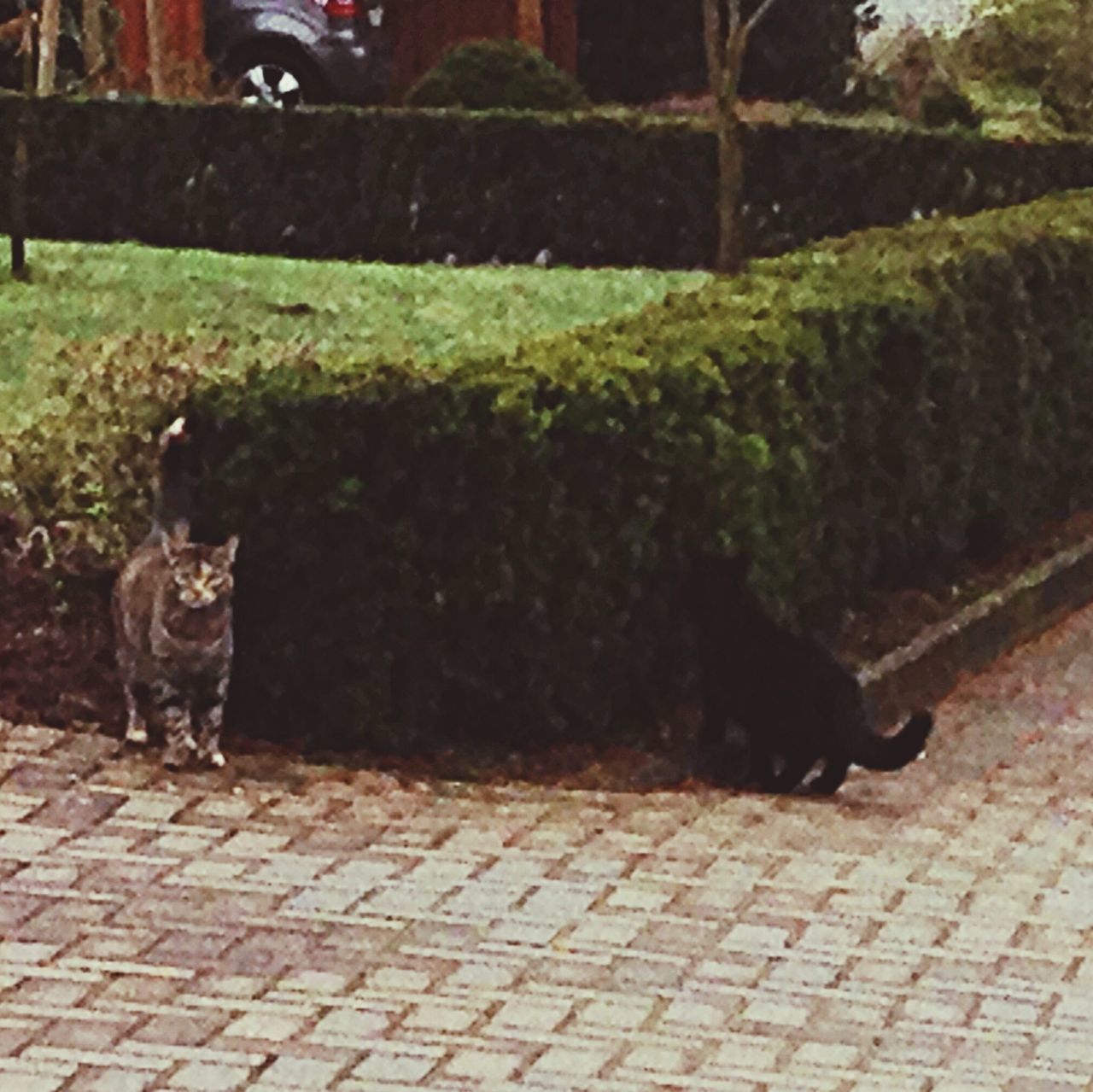 animal themes, domestic animals, mammal, one animal, pets, domestic cat, cat, feline, street, cobblestone, sidewalk, paving stone, full length, outdoors, footpath, two animals, day, no people, sunlight, whisker