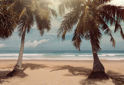 Palm trees on beach against sky