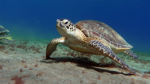 Big green turtle on the reefs of the red sea.