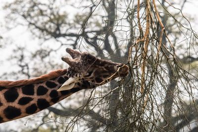 Side view of lizard on branch