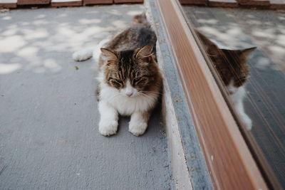 High angle portrait of cat by wall