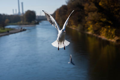 Seagull flying over lake