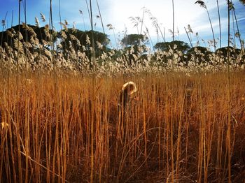 Plants growing in field