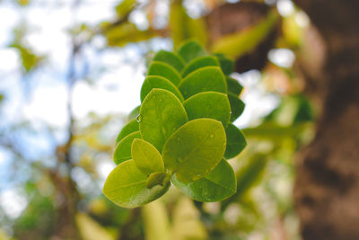 Close-up of green leaves