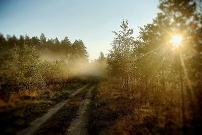 Sun shining through trees