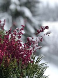 Close-up of flower tree against sky