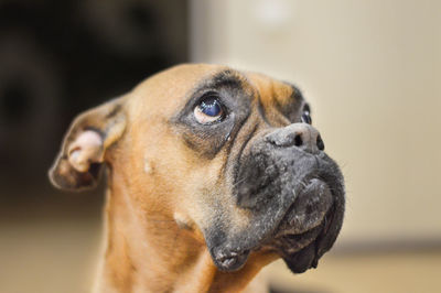 Close-up of dog looking away