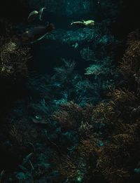 View of birds on land at night