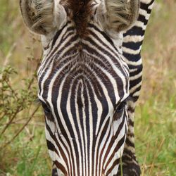 Close-up of a zebra