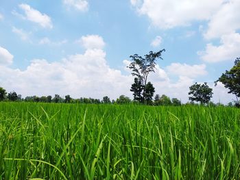 Scenic view of agricultural field against sky