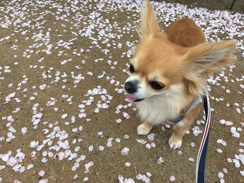 Close-up of dog