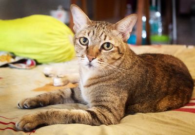 Portrait of tabby cat