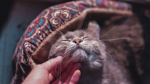 Close-up of hand holding cat