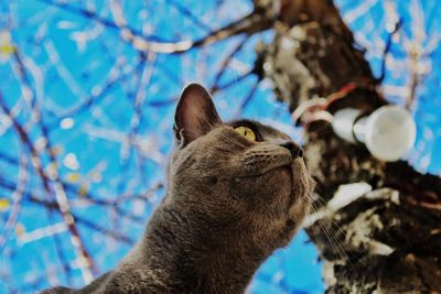 Close-up of a cat looking away