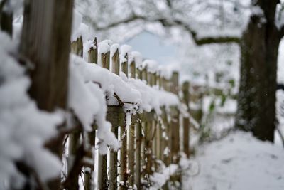 Close-up of snow covered plants against blurred background