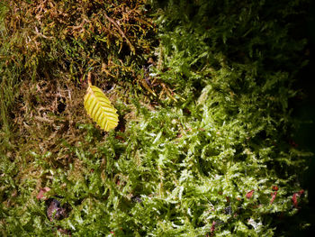 Close-up of butterfly on plant