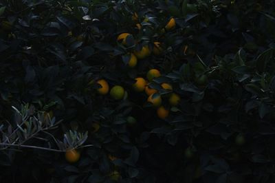Close-up of yellow plants