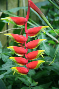 Close-up of red plant growing outdoors