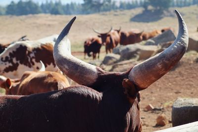 Close-up of bull against cows on field