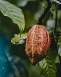 Close-up of fruit on tree