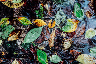 Leaves floating on water