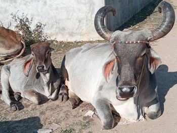 Cows standing in a horse