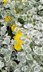 Close-up of yellow flowers