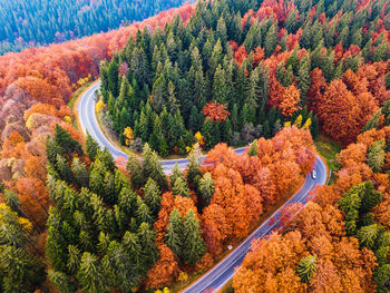 High angle view of road amidst trees in forest