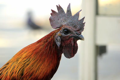 Close-up of rooster